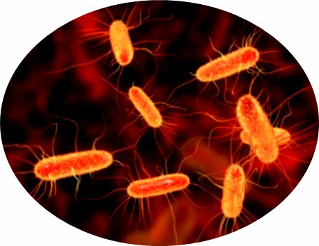 Low Cytotoxicity