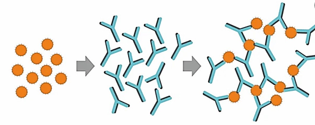 Overview of Antigens and Antibodies